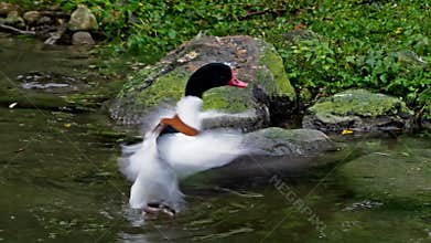 The common goldeneye duck, bucephala clangula is a medium-sized sea duck.