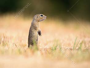 European ground squirrel in the maedow