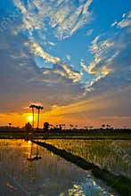 Beautiful sunset on rice field countryside