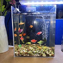Little fish on aquarium with lighting