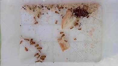 Black cockroach nymphs in trap. Many small cockroaches in plastic container eating bread.