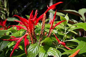 Red stringy flowers