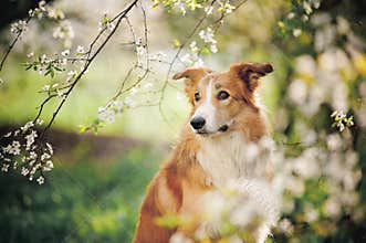 Border collie dog portrait in spring