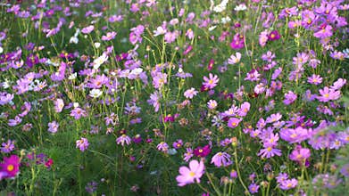 Cosmos garden , Multicolored cosmos flowers in meadow in spring summer nature against blue sky. Selective soft focus.