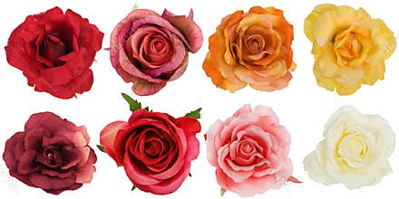 Eight roses seen from above