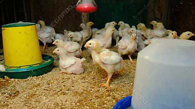 broiler chickens in the chicken coop. Selective focus.