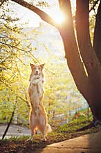 Border collie dog stand up in sunshine
