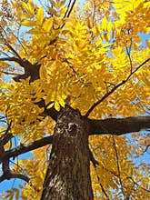 Old Tree with golden leaves
