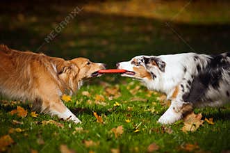 Two dogs playing with a toy together