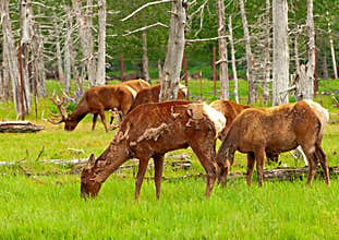 Alaskan deer