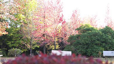 Colorful momiji trees in autumn season in Japan. Colorful momiji leaves.