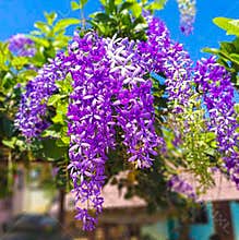 Puang indigo tree, purple Puang Kham flower, flower tree, nature