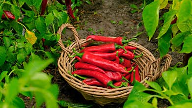 male farmer holding chili pepper harvest at the farm. Selective focus.