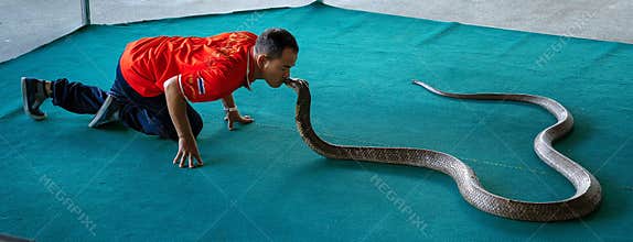 The snake show, the real poison flows out of the fangs.