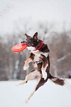 Dog jumping and catching a flying disc in mid-air