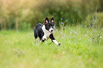 Border collie puppy running through a meadow