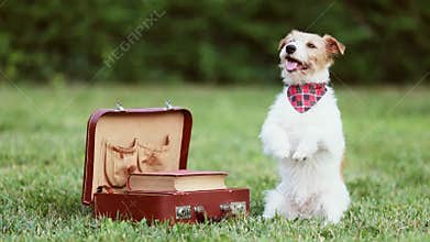Cute funny happy dog begging, waiting next to a schoolbag and books, puppy training