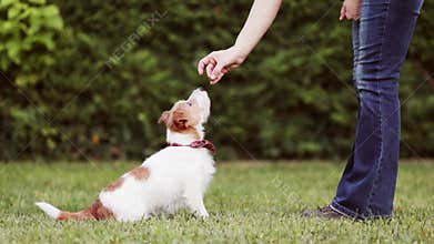 Trainer owner teaches her obedient jack russell terrier dog