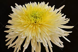 very nice colorful chrysanthemum garden flower from close