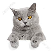 Lovely grey cat banner