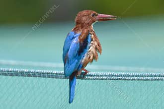 Halcyon smyrnesis,White-throated Kingfisher, where it feeds on wide range of prey that includes small reptiles