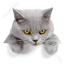 Angry cat banner