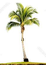 Palm tree isolated