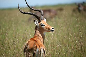 Male Impala Masai Mara Kenya