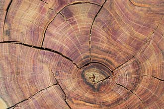Closeup of cracked plum tree wood slice. Annual growth rings. Tree anatomy. Wood grain. Abstract background
