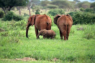 Elephant family