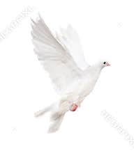 Isolated white dove
