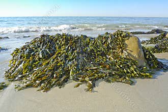 Seaweed