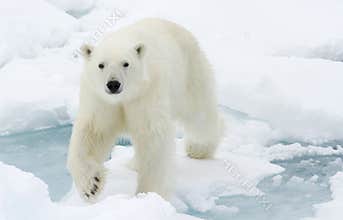 Polar Bear.