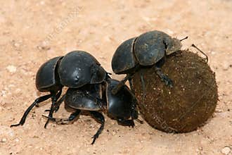 Flightless Dung Beetles