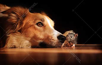 Dog and mouse friends