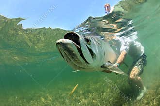 Big Tarpon Under Water Release