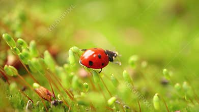 Macro view of small ladybug climbing on the greenery
