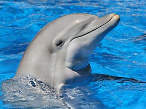 Bottle Nosed Dolphin