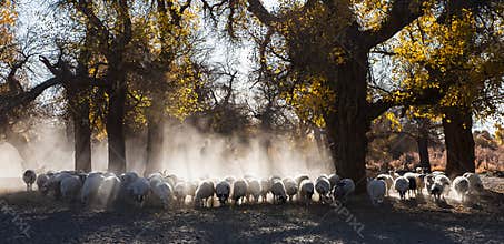 Sheep in Populus euphratica forest