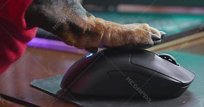 Dog paw clicks on computer mouse close-up. Home office, remote work