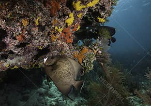 French Angelfish on Coral Reef