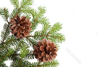 Pine Cones and Needles