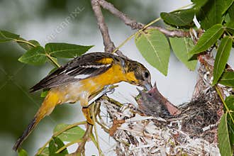 Baltimore Oriole feeding time