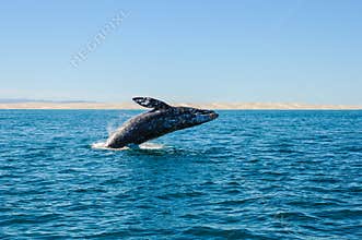 Breaching Gray whales (Eschrichtius robustus)