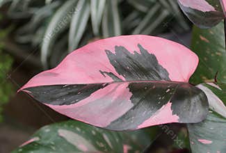 Beautiful pink and dark green leaf of Philodendron Pink Princess, a tropical plant