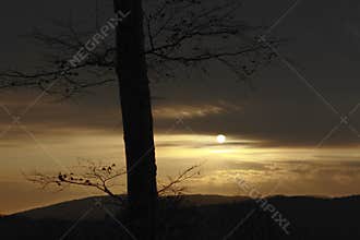 Lonely tree on the hilltop in the light of the setting sun. Illustration picture for tree of knowledge color photo.
