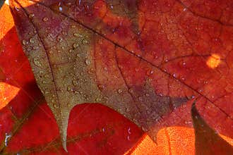 Wet maple leaves