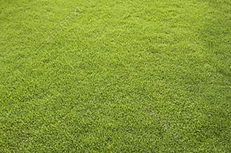 Grass Field