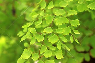 Beautiful maidenhair fern