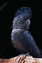 Black Cockatoo